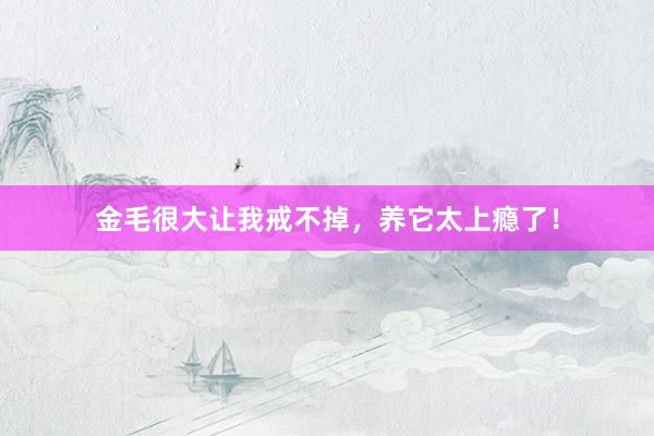 金毛很大让我戒不掉，养它太上瘾了！